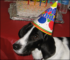 dog party