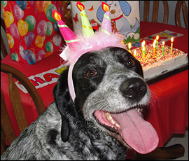birthday dog